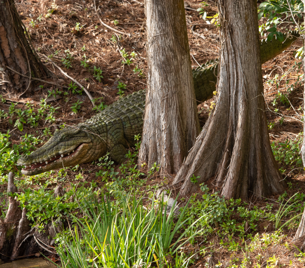 Liberty Belle scenes