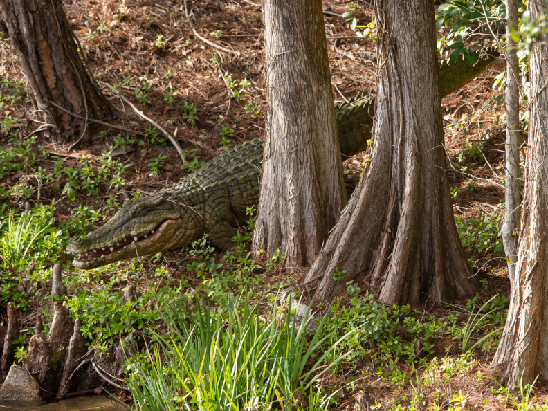 Liberty Belle scenes