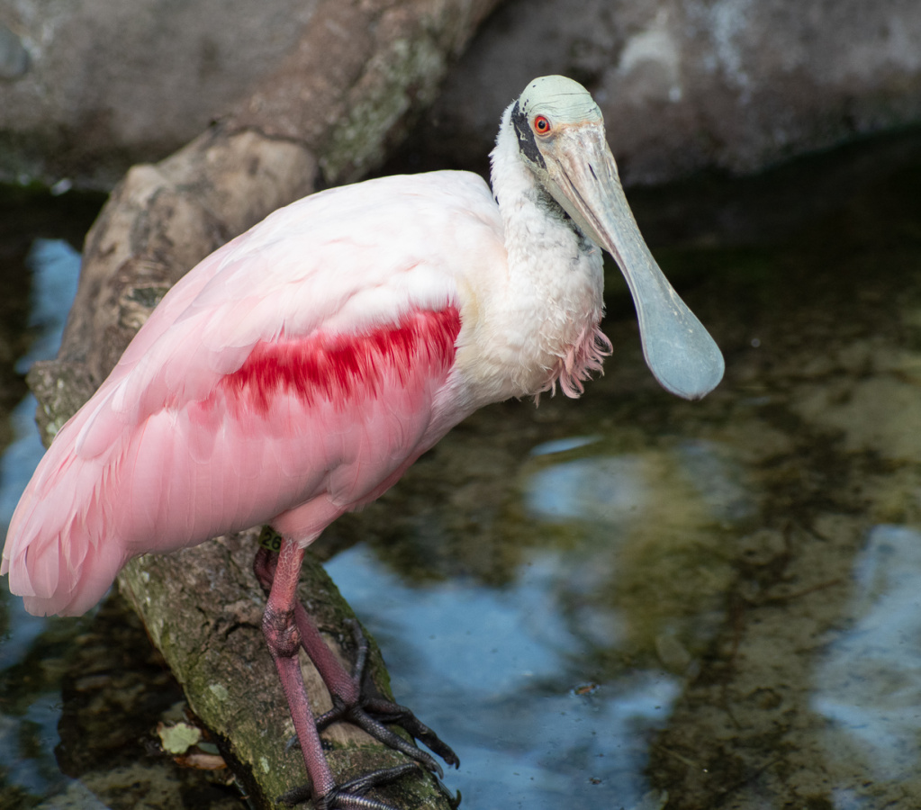 Rosea Spoonbill