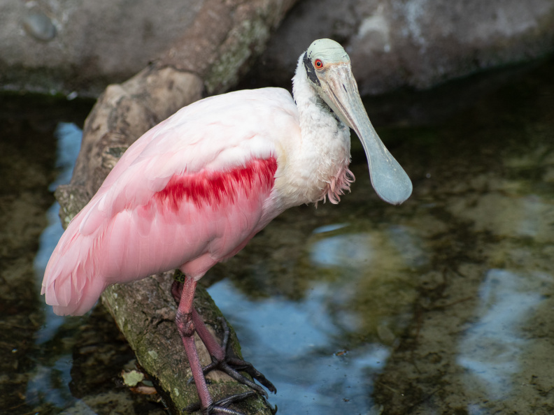 Rosea Spoonbill