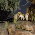Lions at night