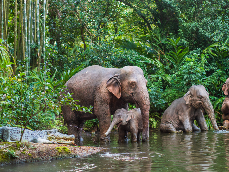 Jungle Cruise on-ride